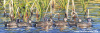 Ducks in a Row 10"x30"